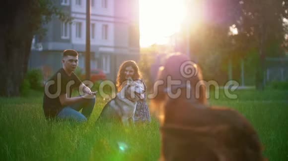 狗孳生爱尔兰赛特跑向年轻夫妇在夏季日落时在草地上休息视频的预览图