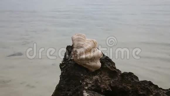 岩石上的大贝壳视频的预览图
