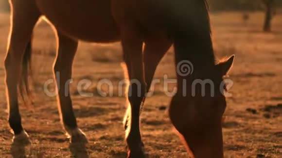在干旱的近距离拍摄中一匹棕色的马在日落时吃背光澳大利亚的干旱视频的预览图