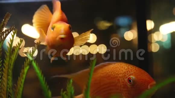 用藻类在水族馆游泳的金鱼特写框架大金鱼在透明的鱼缸里游泳背景是视频的预览图