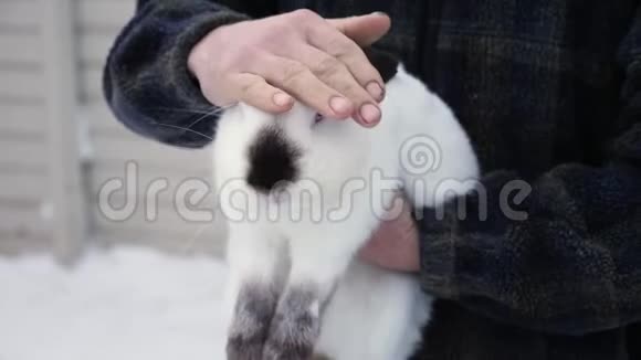 一个男人手里拿着一只喜马拉雅的兔子视频的预览图