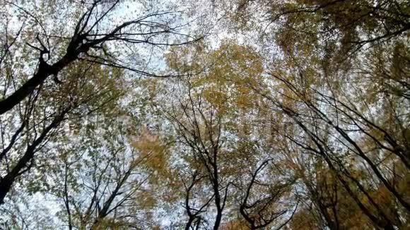 从下到上的秋季森林景观视频的预览图