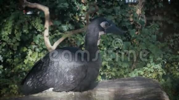 哥本哈根动物园的大黑鸟视频的预览图