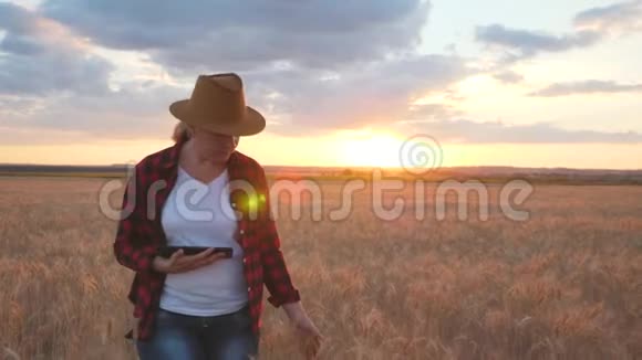 日落时农夫正在麦田里用片剂监测小麦的生长视频的预览图