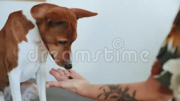 可爱的小狗吃零食视频的预览图