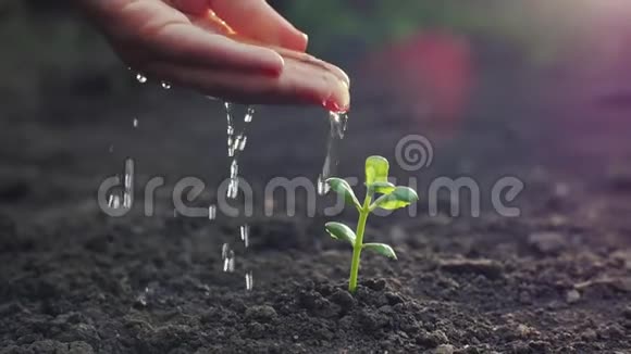 用手浇灌一株幼嫩的植物视频的预览图