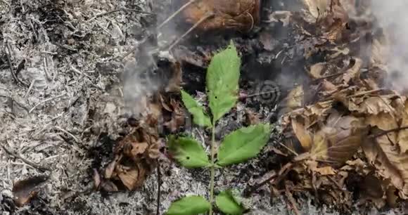 一段时间推移的视频显示秋天一片绿叶在一堆枯叶上慢慢燃烧化为灰烬4k4096p每秒25帧视频的预览图