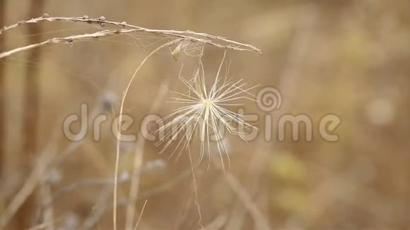 干燥的植被和蜘蛛网捆绑的蓟种子视频的预览图