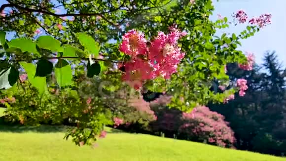 金妮娅贝基尔红花在春天绽放韩国釜山亚洲视频的预览图