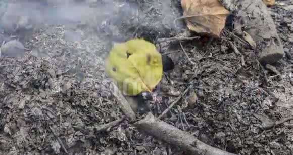 一段时间流逝的视频一片绿色的黄叶在一堆枯叶上被火吞噬4k4096p25fps视频的预览图