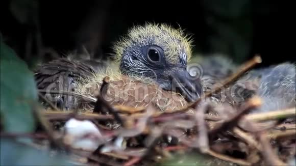 新生的鸽子宝宝在巢里视频的预览图