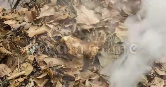 一段时间的视频一堆干棕色的叶子中间有一个大蘑菇慢慢地燃烧起来4k4096p25fps视频的预览图