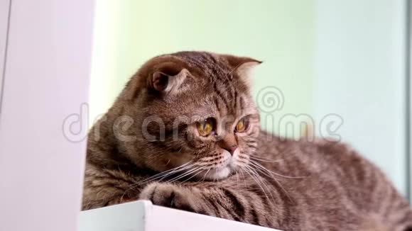 苏格兰折叠小猫躺在窗台上视频的预览图