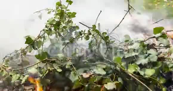 一段时间间隔的视频一堆枯叶和树枝上面有新鲜的普通常春藤植物燃烧和吸烟强烈4k视频的预览图