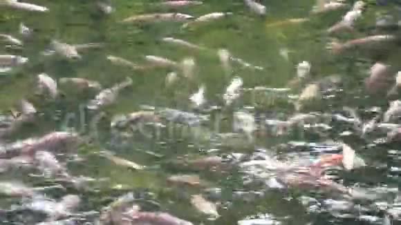 五颜六色的花式鲤鱼鱼锦鲤鱼池俯视图从上面看到的美丽的锦鲤鱼在池塘里闪烁着水视频的预览图