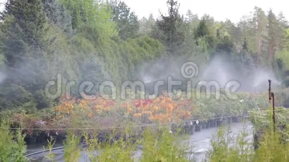 在花园苗圃种植园工作的喷水灭火系统水灌溉系统视频的预览图