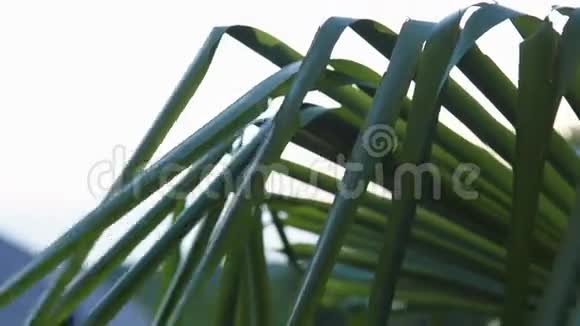 雨水的棕榈叶视频的预览图