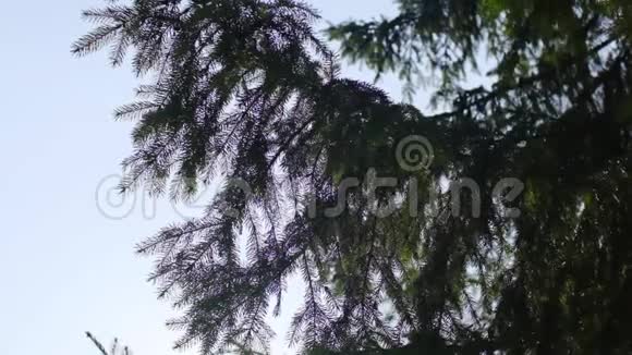 杉树的树枝在阳光下闪闪发光库存录像树枝在阳光下西伯利亚自然视频的预览图