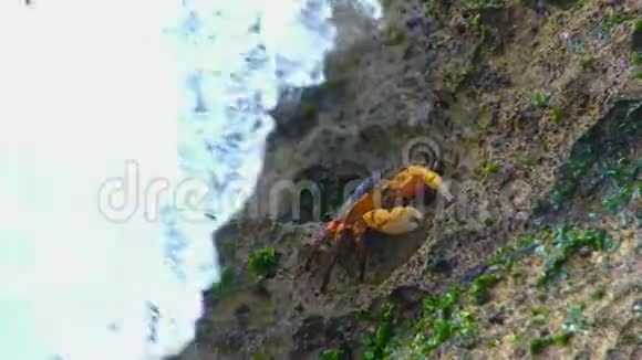 海边有波浪岩石上有螃蟹视频的预览图