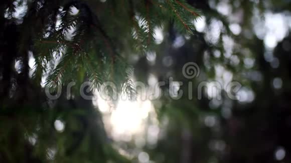 杉树的树枝在阳光下闪闪发光库存录像树枝在阳光下西伯利亚自然视频的预览图