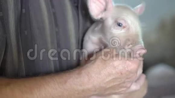 老人用4K把猪抱在下巴下面视频的预览图