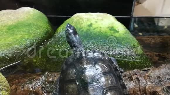 天然公园里的海龟视频的预览图