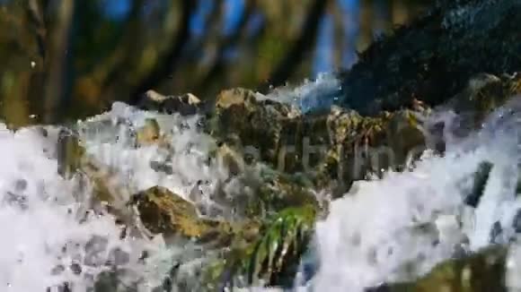 森林中的瀑布视频的预览图