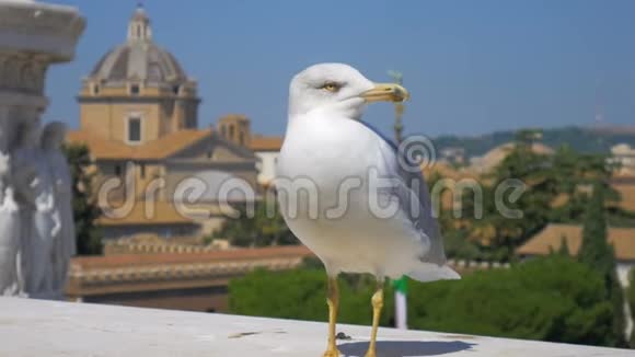 以罗马景观为背景的海鸥意大利罗马视频的预览图