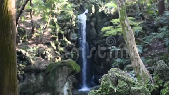 成田山梅园林山小瀑布视频的预览图