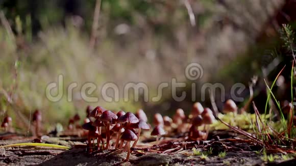 蟾蜍蘑菇真菌生长在松枝上小蜘蛛在10月在松林中走过它们视频的预览图