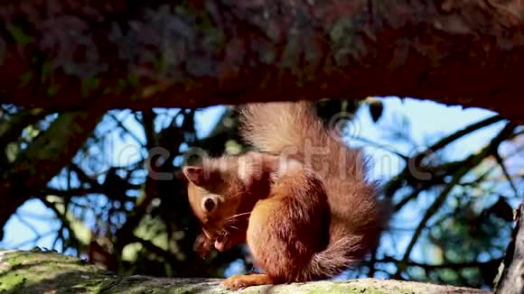 红松鼠普通的飞蛾休息吃在松枝上有威胁的行为视频的预览图