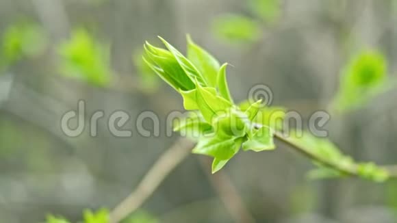 春天阳光下桦树枝头上多汁的绿色幼叶生命美的春天觉醒视频的预览图
