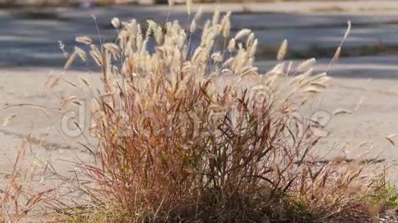道路边缘的干植物视频的预览图