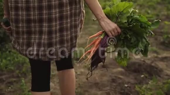 农夫拿着一堆新鲜的有机胡萝卜和甜菜蔬菜在夕阳下沿着生态农场的花园床走视频的预览图