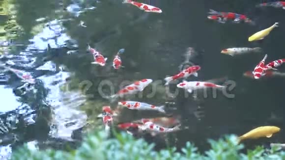 日本的锦鲤池有锦鲤鱼花式鲤鱼从上面倒影视频的预览图