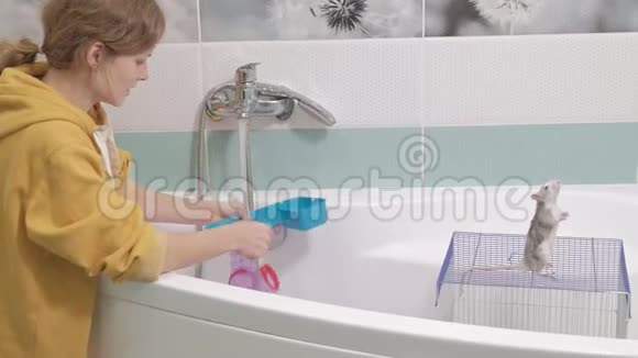 一个年轻的女人照顾一只宠物用水冲洗水龙头下的迷宫清理浴室里的笼子一只啮齿动物视频的预览图