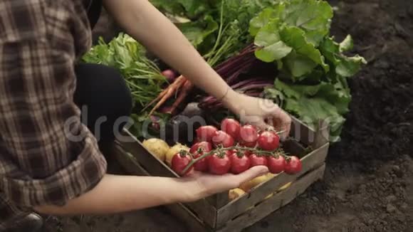 夕阳下农民在生态农场的木箱里折叠收获的西红柿视频的预览图