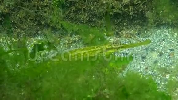 大鼻管鱼斑疹伤寒在海藻丛中捕食鱼类视频的预览图
