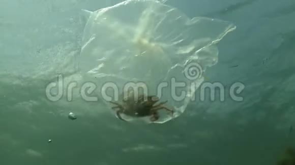 垃圾在水中聚乙烯袋杀死海洋动物螃蟹死亡自然生态可塑视频的预览图