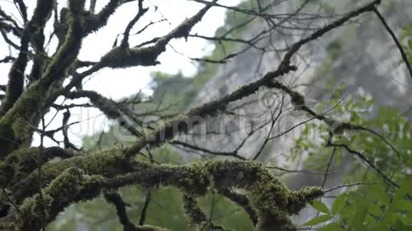 山林中长满青苔的树枝的神奇景色野生动的森林植被视频的预览图