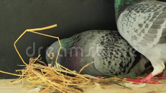 信鸽用干草筑家巢视频的预览图