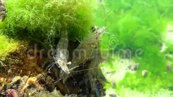 海底虾俗称波罗的海虾视频的预览图