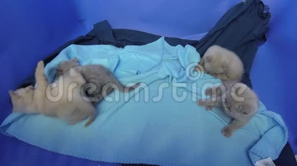 小猫在蓝色的床单上一起玩视频的预览图