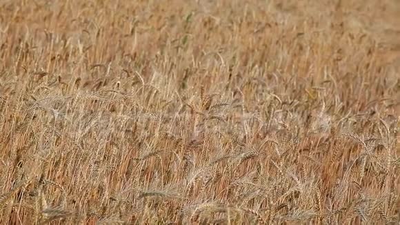 田间小麦植物风背景视频的预览图
