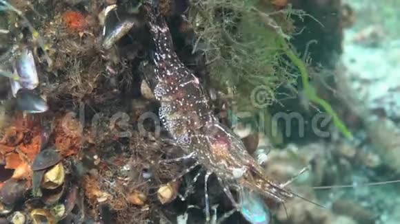 海底虾俗称波罗的海虾视频的预览图