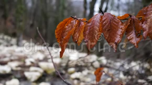 晚雨后的秋褐色树叶在模糊的背景上与森林合拢库存录像自然景观视频的预览图