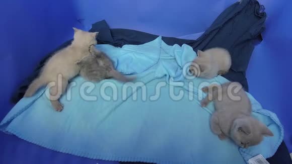 小猫在蓝色的床单上一起玩视频的预览图