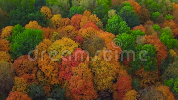 在美丽多彩的立陶宛秋林上空飞行的鸟瞰图视频的预览图