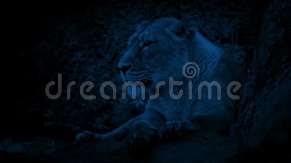 夜晚的狮子视频的预览图