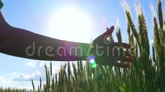 一个特写镜头女人的手触摸着绿色的小麦缓慢地触摸着小麦的峰顶视频的预览图
